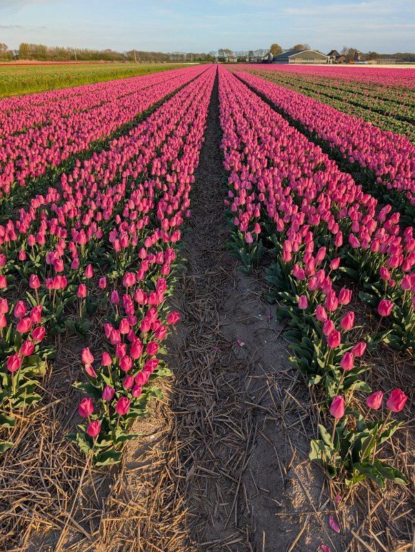 PXL_20250419_174632385